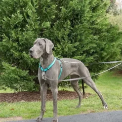 PetSafe Anti-Traction Pour Chien< Colliers, Harnais Et Licols