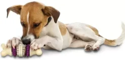 PetSafe Busy Buddy® Bristle Bone®< Jouets Distributeurs De Friandises