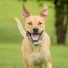 PetSafe Cl Ture Anti-Fugue Classique Avec Fil In-Ground Fence< Clôtures Anti-Fugue Avec Fil