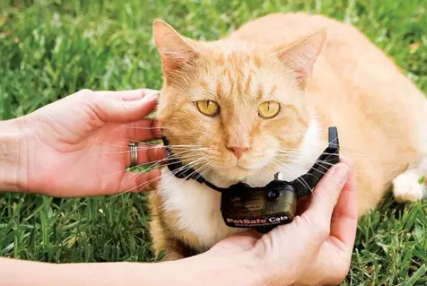 PetSafe Cl Ture Anti-Fugue De Luxe Avec Fil Pour Chats In-Ground Cat Fence< Clôtures Anti-Fugue Avec Fil