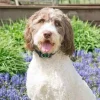 PetSafe Collier Anti-Aboiement< Électrostatique