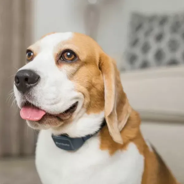 PetSafe Collier Anti-Aboiement Signal Sonore< Sonore & Ultrasons