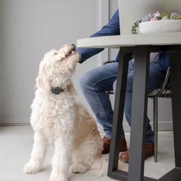 PetSafe Collier Anti-Aboiement Signal Sonore< Sonore & Ultrasons