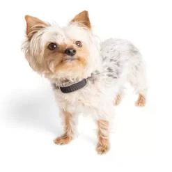 PetSafe Collier-R Cepteur Suppl Mentaire Pawz Away®< Systèmes De Contournement