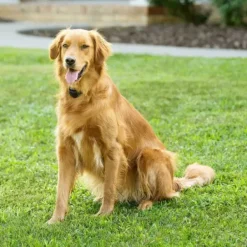 PetSafe Collier-R Cepteur Suppl Mentaire Add-A-Dog® Piles Rempla Able Pour Syst Me Anti-Fugue Sans Fil Stay & Play®< Clôtures Anti-Fugue Sans Fil