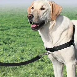 PetSafe Harnais Easy Walk®< Colliers, Harnais Et Licols
