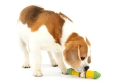 PetSafe Jouet Friandises Cravin' Corncob Pour Chien< Jouets Distributeurs De Friandises