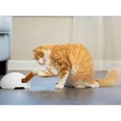 PetSafe Jouet Terrier Du Renard Jeu Casse-T Te Automatique Pour Chats< Jouets Pour Chats