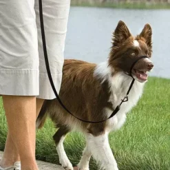 PetSafe Licol Easy Walk®< Colliers, Harnais Et Licols