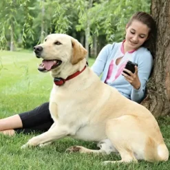 PetSafe Syst Me Anti-Fugue Sans Fil Stay & Play® Pour Chiens T Tus< Clôtures Anti-Fugue Sans Fil