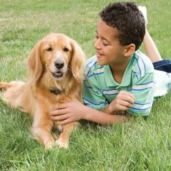 PetSafe Syst Me De Cl Ture Anti-Fugue Avec Fil In-Ground Fence< Clôtures Anti-Fugue Avec Fil