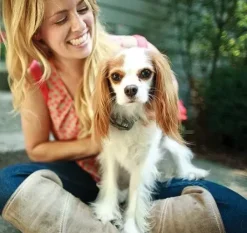 PetSafe Syst Me De Cl Ture Anti-Fugue Avec Fil In-Ground Fence De Luxe Pour Petits Chiens< Clôtures Anti-Fugue Avec Fil